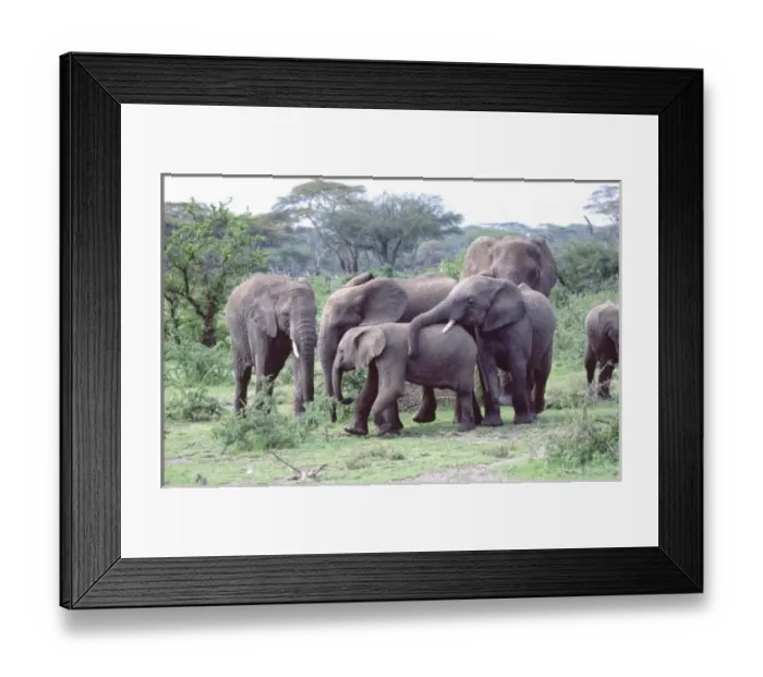 Framed Print : Small Herd of African Elephants Framed Print : Small Herd of African Elephants