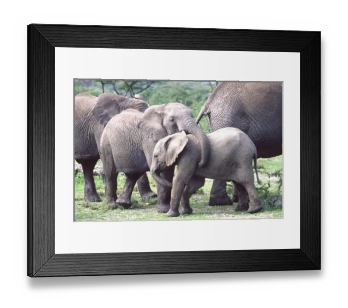 Framed Print : Young African Elephants Wrestling, Loxodonta africana, Tanzania Africa Framed Print : Young African Elephants Wrestling, Loxodonta africana, Tanzania Africa