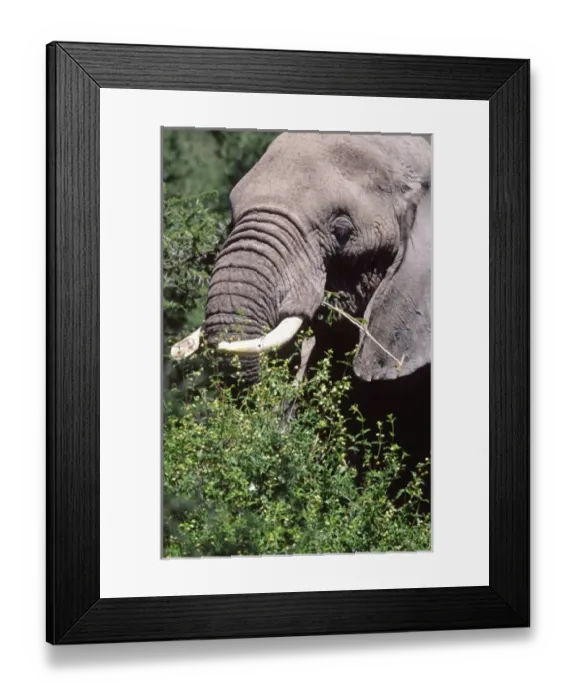 Framed Print : African Elephant Close-Up Feeding, Loxodonta africana, Tanzania Africa
