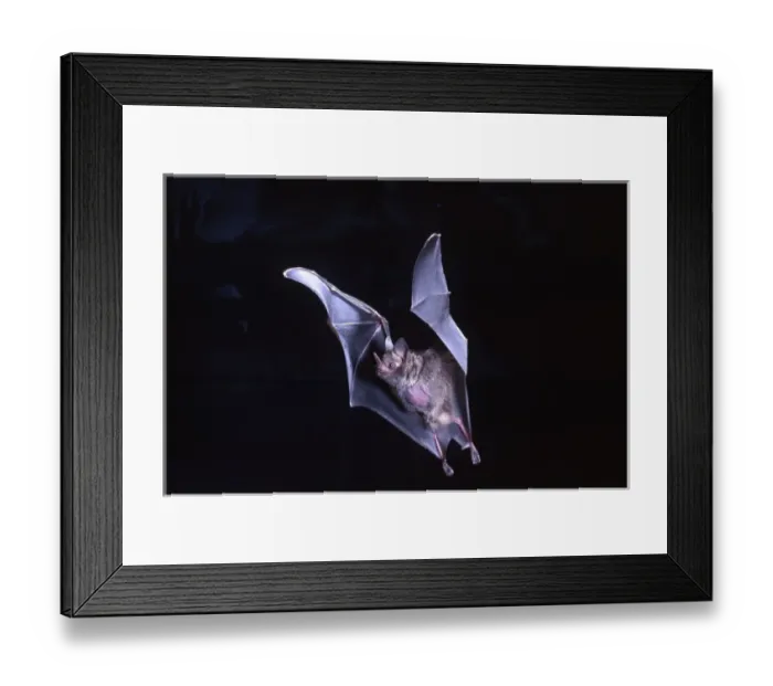 Framed Print : Leaf-nosed Fruit Bat, Carollia perspicillata, Native to South America, Captive Framed Print : Leaf-nosed Fruit Bat, Carollia perspicillata, Native to South America, Captive