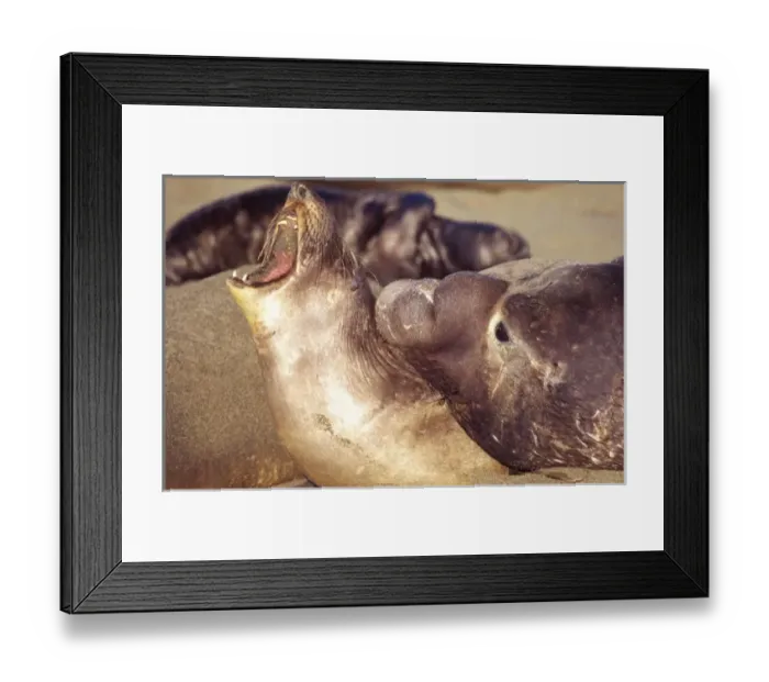 Framed Print : Female Adult Northern Elephant Seal objecting to advances by the Male, Mirounga angustirostris Framed Print : Female Adult Northern Elephant Seal objecting to advances by the Male, Mirounga angustirostris