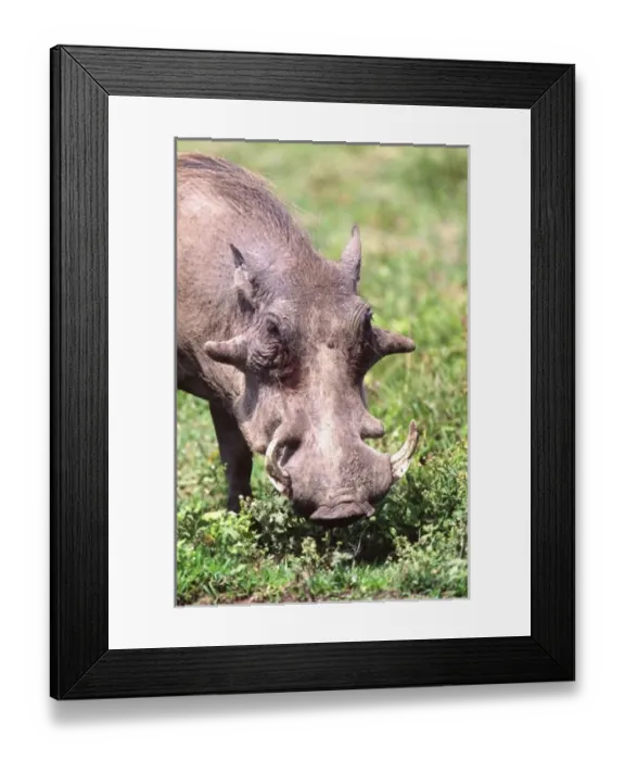 Framed Print : Nature, Fauna Framed Print : Nature, Fauna
