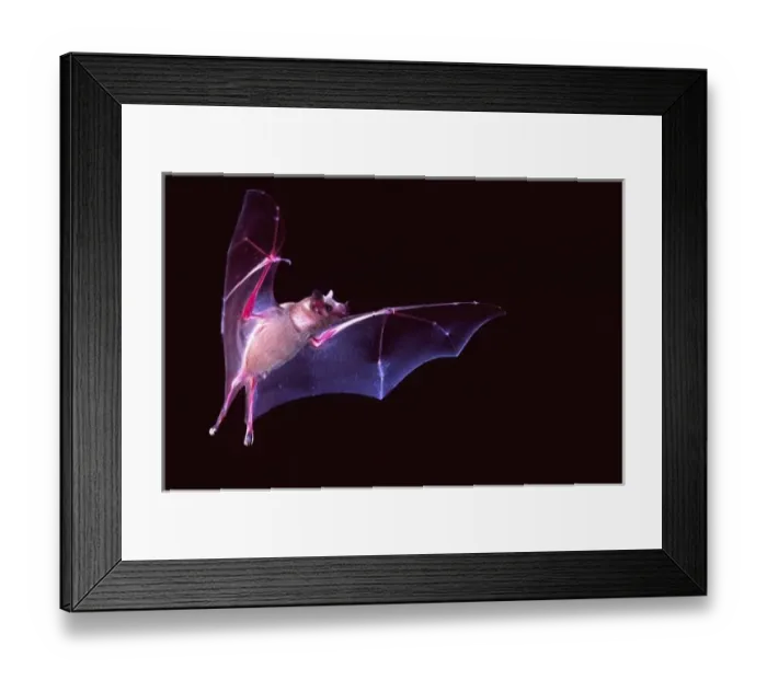 Framed Print : Sanborns Long-nosed Bat, Leptonycteris sanborni, South Eastern Arizona Framed Print : Sanborns Long-nosed Bat, Leptonycteris sanborni, South Eastern Arizona