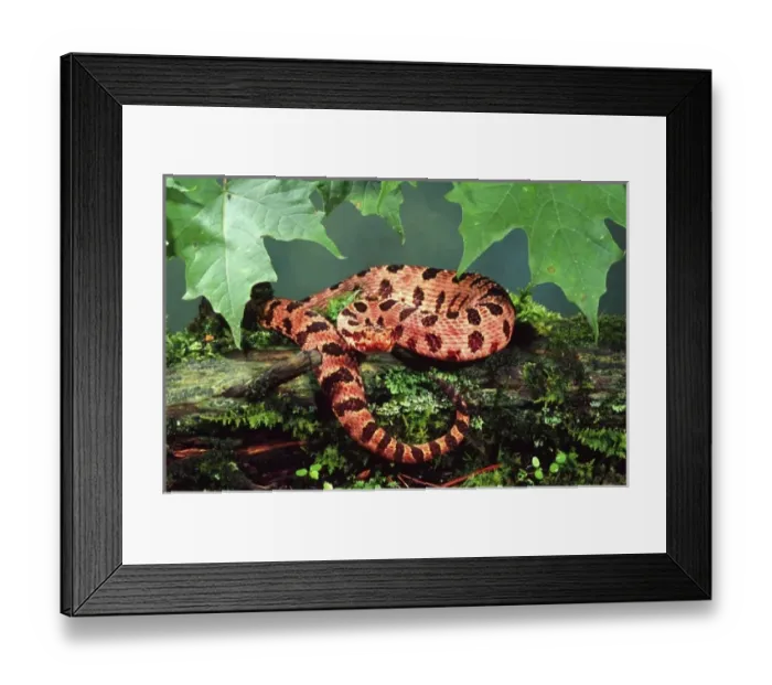 Framed Print : Red Pygmy Rattlesnake, Sistrurus milaris milaris, E. North Carolina to South Carolina Framed Print : Red Pygmy Rattlesnake, Sistrurus milaris milaris, E. North Carolina to South Carolina