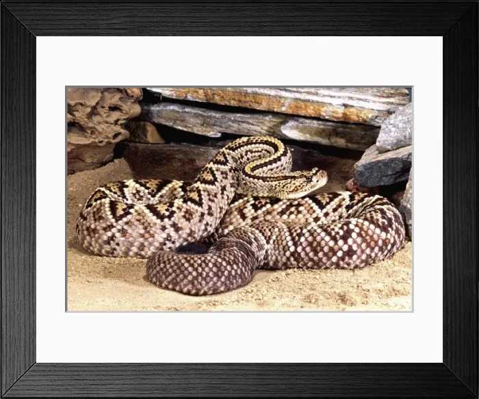 Framed Print : Brazilian Rattlesnake, Crotalus durissus dryinus, Native to Guyana, Surinam & Brazil Framed Print : Brazilian Rattlesnake, Crotalus durissus dryinus, Native to Guyana, Surinam & Brazil