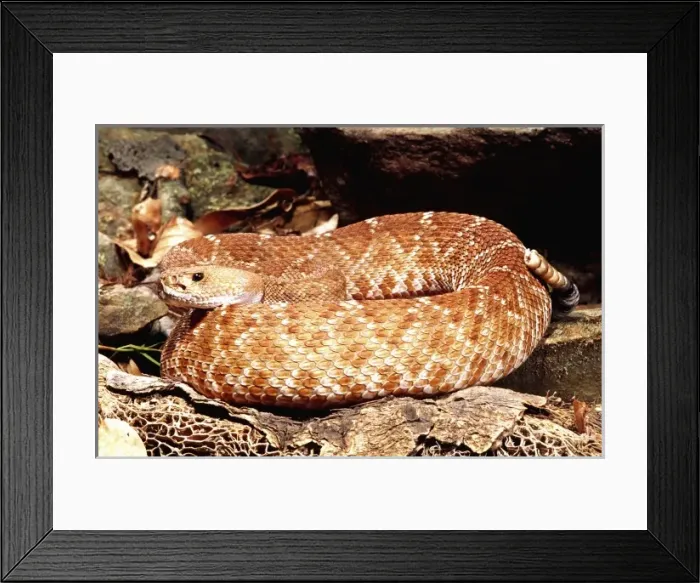 Framed Print : Red Diamond Rattlesnake, Crotalus ruber, Native to Southern California Framed Print : Red Diamond Rattlesnake, Crotalus ruber, Native to Southern California