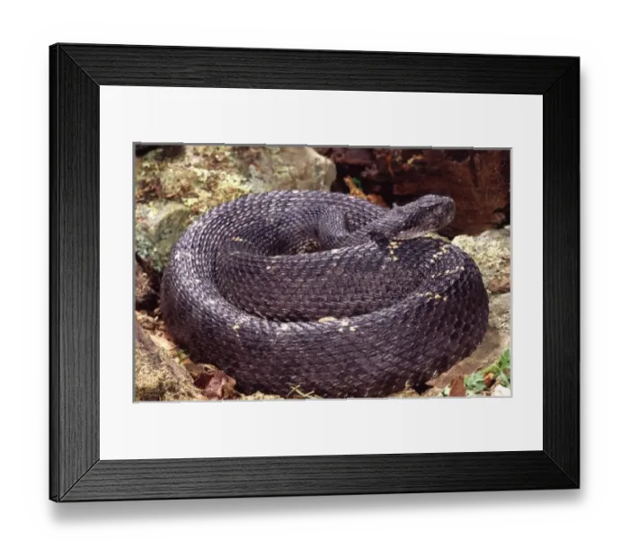 Framed Print : Arizona Black Rattlesnake, Crotalus viridis cerberus, Native to Arizona Framed Print : Arizona Black Rattlesnake, Crotalus viridis cerberus, Native to Arizona