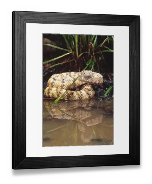 Framed Print : Baja Speckled Rattlesnake, Crotalus mitchelli angelensis, Native to Baja California