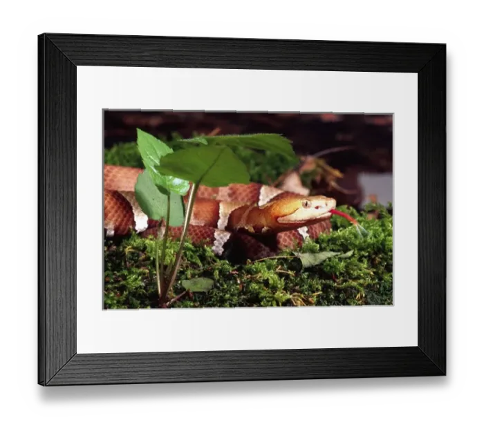 Framed Print : Nature, Fauna Framed Print : Nature, Fauna
