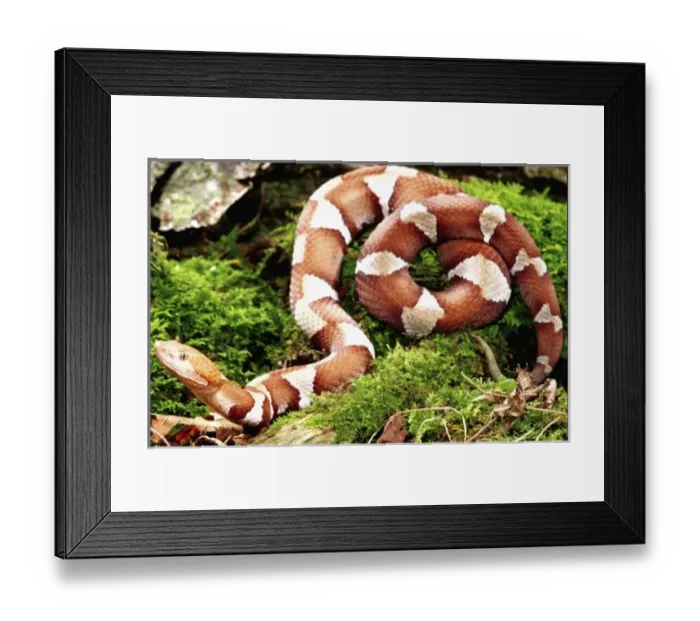 Framed Print : Nature, Fauna Framed Print : Nature, Fauna