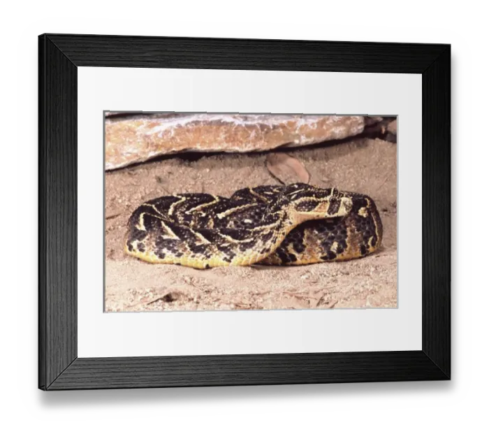 Framed Print : Nature, Fauna Framed Print : Nature, Fauna