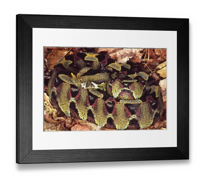 Framed Print : Rhinoceros Viper, Bitis nasicornis, Native to Central Africa