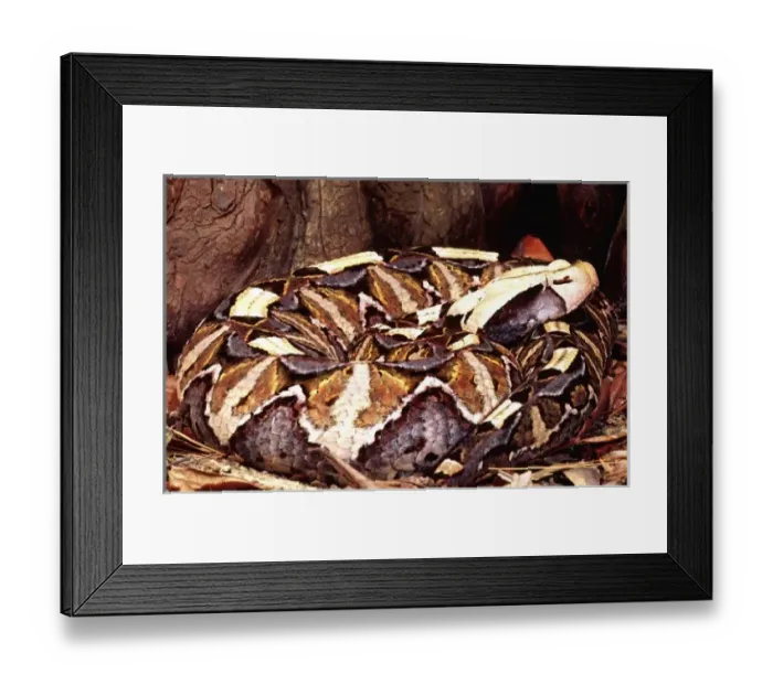 Framed Print : East African Gaboon Viper, Bitis gabonica, Native to Eastern Africa