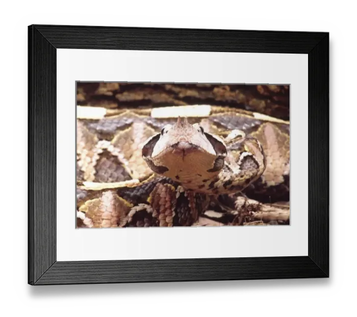 Framed Print : West African Gaboon Viper, Bitis gabonica rhinoceestern Africa Framed Print : West African Gaboon Viper, Bitis gabonica rhinoceestern Africa