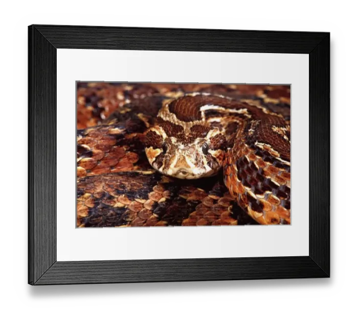 Framed Print : Palestine Viper, Daboia (Vipera) palestinae, Native to Israel nort to Lebanon