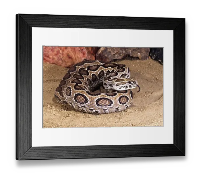 Framed Print : Russells Viper, Daboia (Vipera) russellii, Native to Pakistan & India Framed Print : Russells Viper, Daboia (Vipera) russellii, Native to Pakistan & India