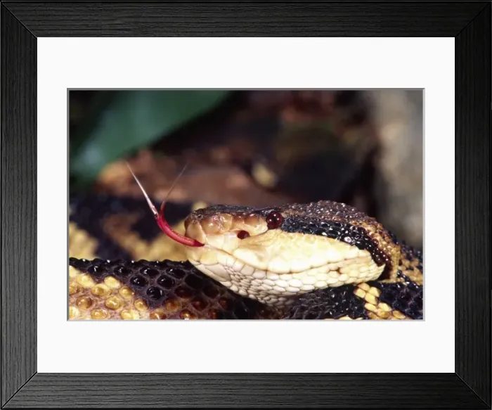 Framed Print : Bushmaster, Lachesis muta, Native to Northern South America Framed Print : Bushmaster, Lachesis muta, Native to Northern South America