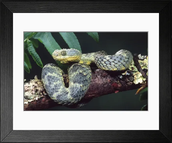 Framed Print : African Bush Viper, Atheris squamiger, Native to Uganda & Western Kenya Framed Print : African Bush Viper, Atheris squamiger, Native to Uganda & Western Kenya
