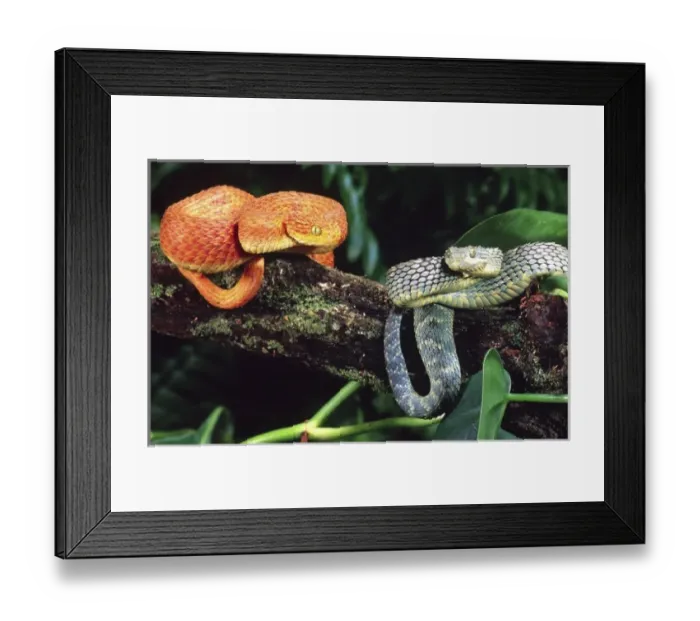 Framed Print : Nature, Fauna Framed Print : Nature, Fauna
