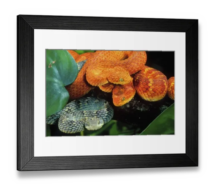 Framed Print : African Bush Viper Trio, Atheris squamiger, Native to Uganda & Western Kenya Framed Print : African Bush Viper Trio, Atheris squamiger, Native to Uganda & Western Kenya