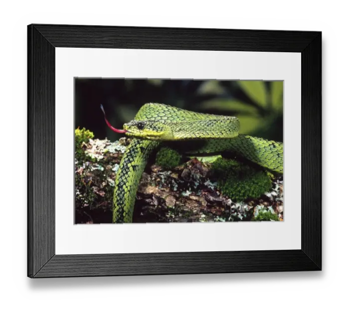 Framed Print : Nature, Fauna Framed Print : Nature, Fauna