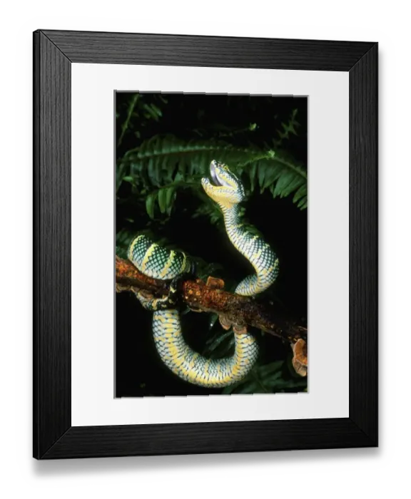 Framed Print : Nature, Fauna Framed Print : Nature, Fauna