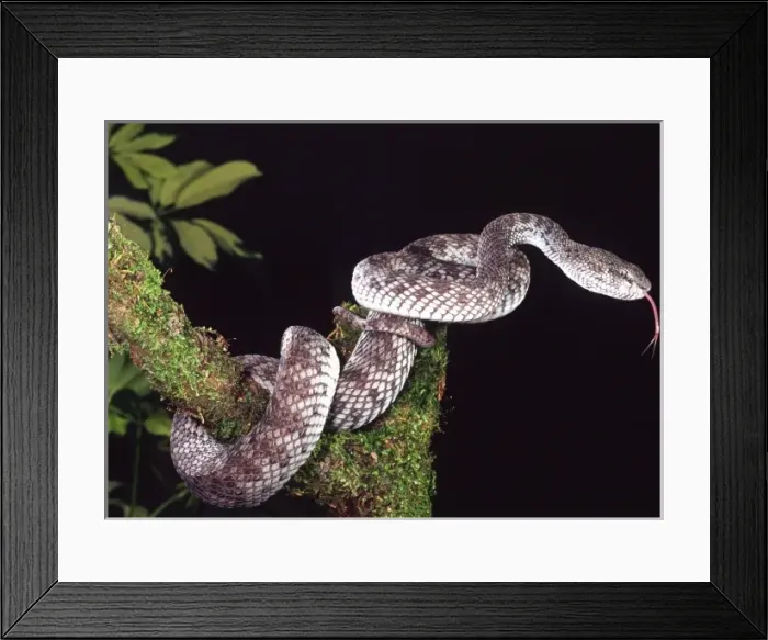 Framed Print : Mangrove Pit Viper, Trimeresurus purpureomaculatus, Native to Southern India, South Burma Framed Print : Mangrove Pit Viper, Trimeresurus purpureomaculatus, Native to Southern India, South Burma