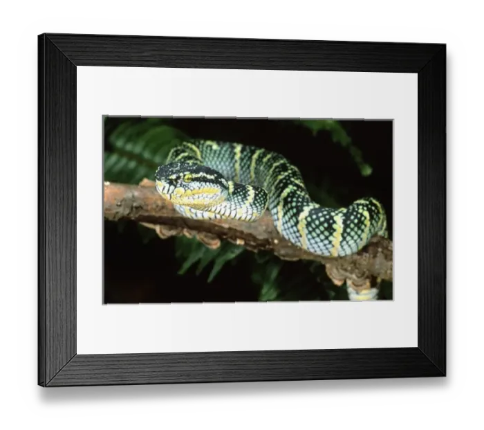 Framed Print : Nature, Fauna Framed Print : Nature, Fauna