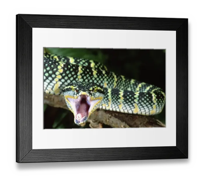 Framed Print : Nature, Fauna Framed Print : Nature, Fauna