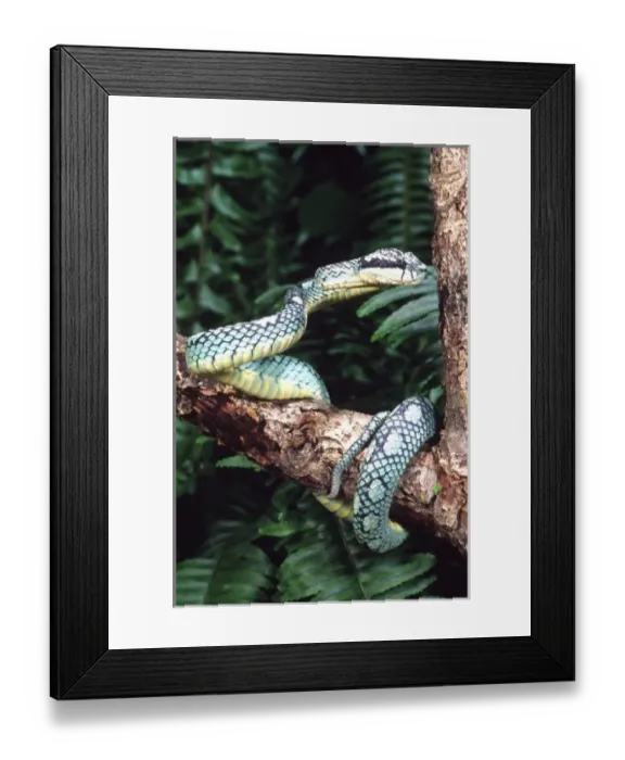 Framed Print : Sri Lankan Palm Viper, Trimeresurus trigonocephalus, Native to Sri Lanka