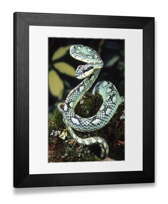 Framed Print : Nature, Fauna Framed Print : Nature, Fauna