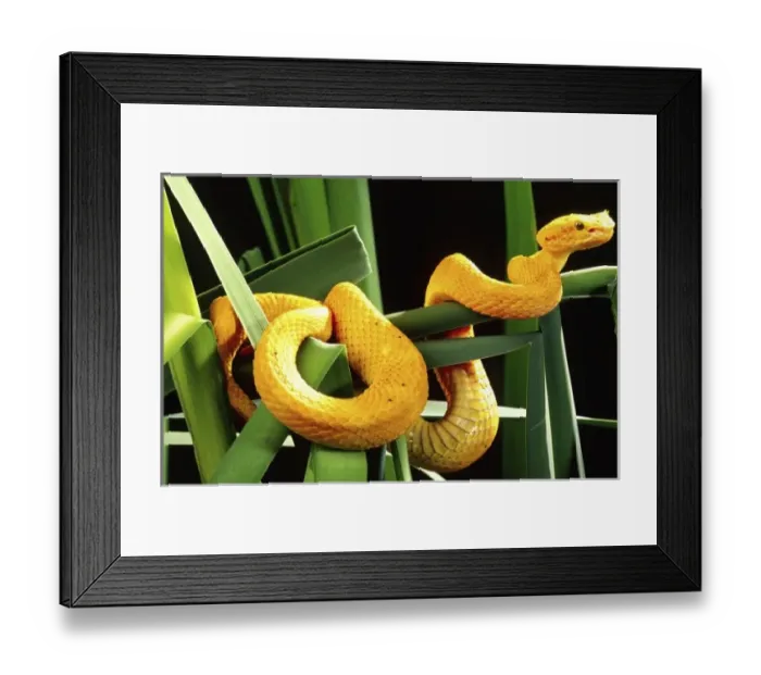Framed Print : Nature, Fauna Framed Print : Nature, Fauna