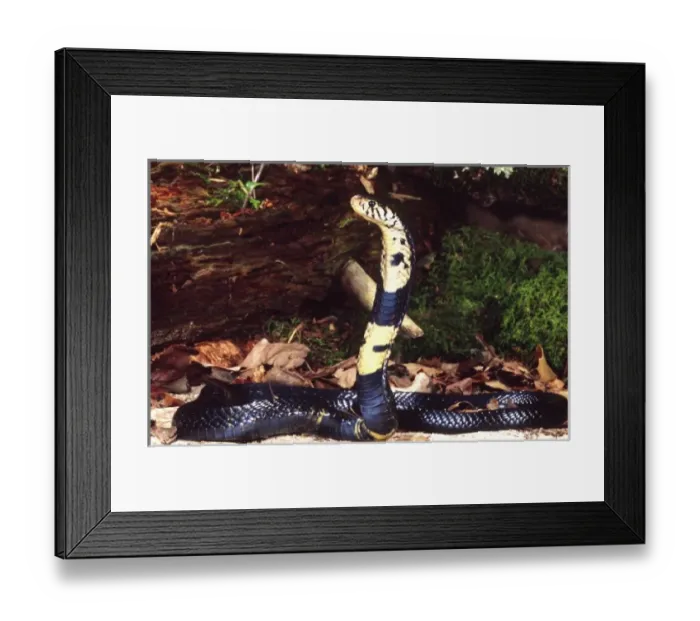Framed Print : Forest Cobra, Naja melanoleuca, Native to Central Africa