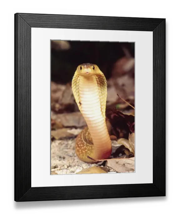 Framed Print : Formosa Island Cobra, Naja naja atra, Native to Formosa Island Framed Print : Formosa Island Cobra, Naja naja atra, Native to Formosa Island