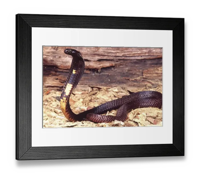 Framed Print : Black Pakistan Cobra, Naja naja karchiensis, Native to Pakistan Framed Print : Black Pakistan Cobra, Naja naja karchiensis, Native to Pakistan