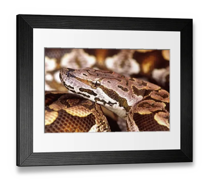 Framed Print : Dumerils Boa Framed Print : Dumerils Boa