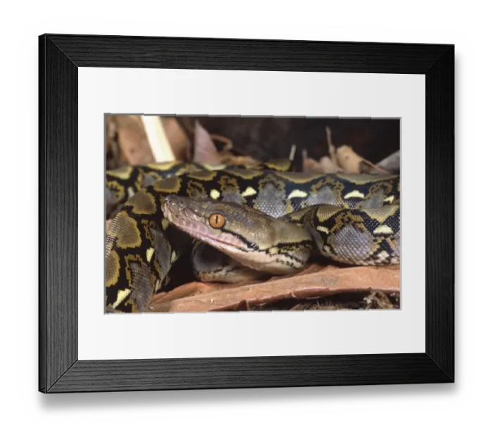 Framed Print : Reticulated Python, Python reticulatus, Native to Tropical Indo China Framed Print : Reticulated Python, Python reticulatus, Native to Tropical Indo China