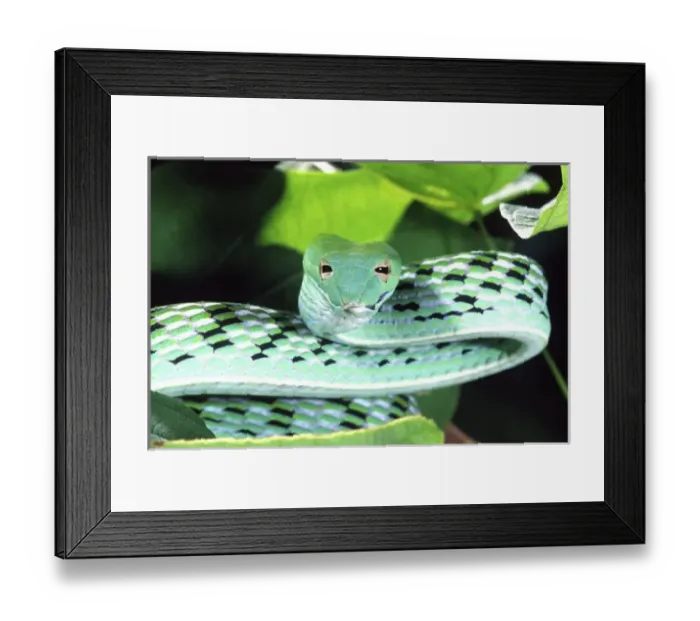 Framed Print : Nature, Fauna Framed Print : Nature, Fauna