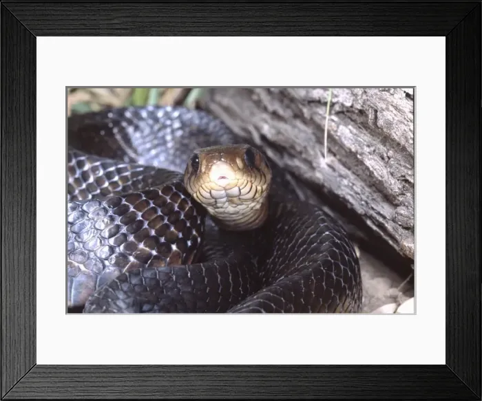 Framed Print : Texas Indigo Snake, Drymarchon corais, South Texas Framed Print : Texas Indigo Snake, Drymarchon corais, South Texas