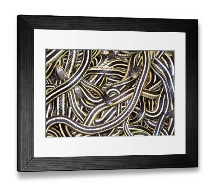 Framed Print : Nature, Fauna Framed Print : Nature, Fauna