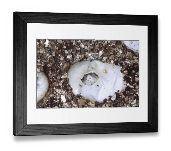 Framed Print : Eastern Hognose Snake Hatching, Heterodon platyrhinos, Native to south Eastern US