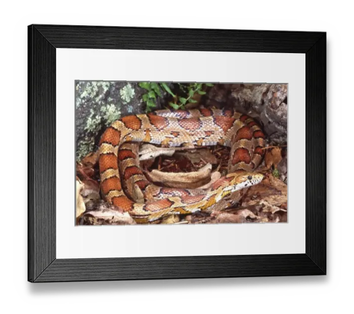 Framed Print : Corn Snake (Red Rat Snake), Elaphe guttata, Native to Eastern US Framed Print : Corn Snake (Red Rat Snake), Elaphe guttata, Native to Eastern US
