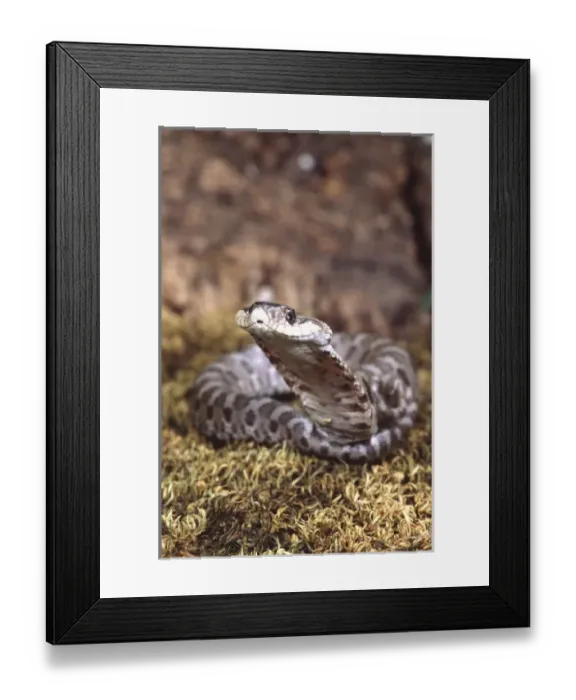 Framed Print : Baby Eastern Hognose Snake in defensive pose, Heterodon platyrhinos, Native to South Framed Print : Baby Eastern Hognose Snake in defensive pose, Heterodon platyrhinos, Native to South