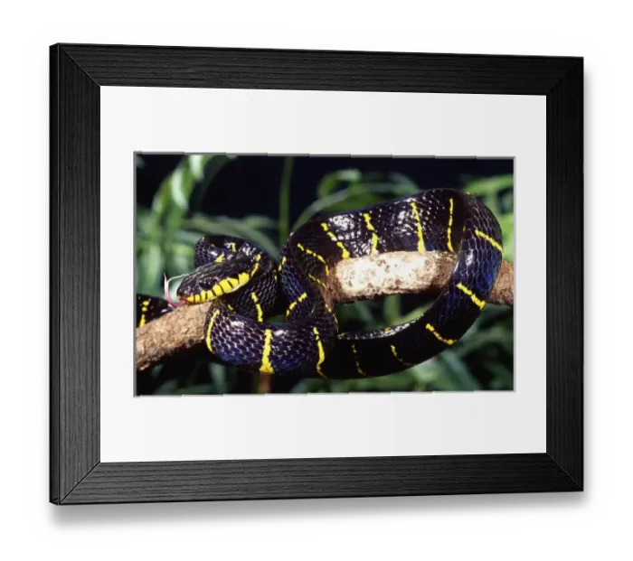 Framed Print : Nature, Fauna Framed Print : Nature, Fauna