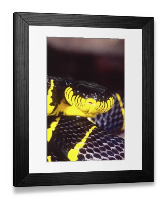 Framed Print : Nature, Fauna Framed Print : Nature, Fauna