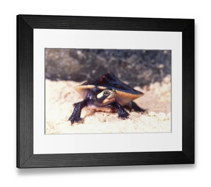 Framed Print : Pink-bellied Sideneck Turtle, Emydura subglobossa, Native to New Guinea Framed Print : Pink-bellied Sideneck Turtle, Emydura subglobossa, Native to New Guinea