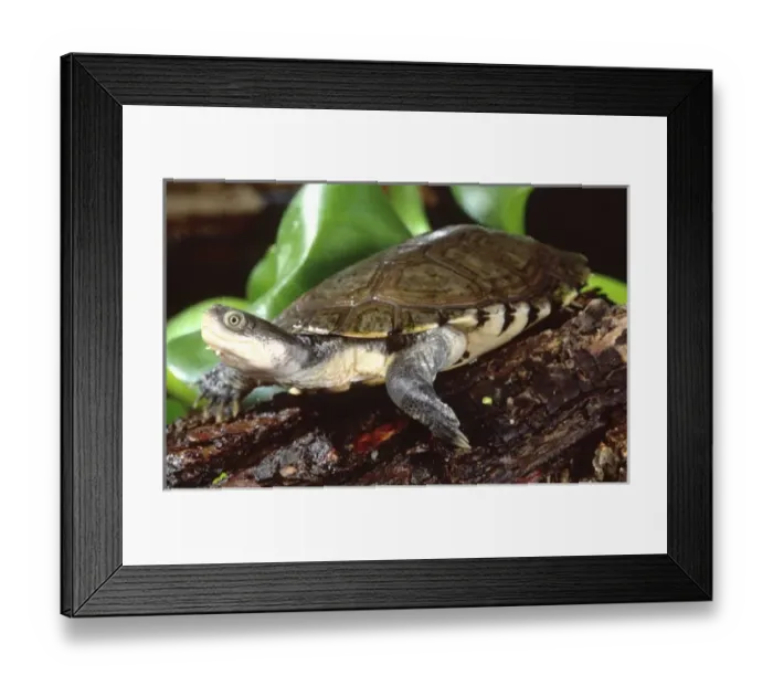 Framed Print : African Helmeted Turtle, Pelomedusa subrufa, Native to Sub Saharan Africa Framed Print : African Helmeted Turtle, Pelomedusa subrufa, Native to Sub Saharan Africa
