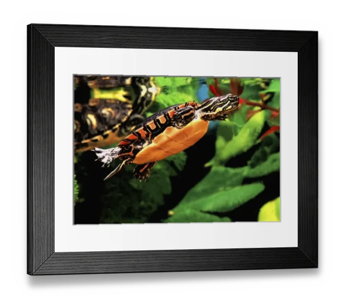 Framed Print : Painted Turtle, Chrysemys picta, Native to Southern US