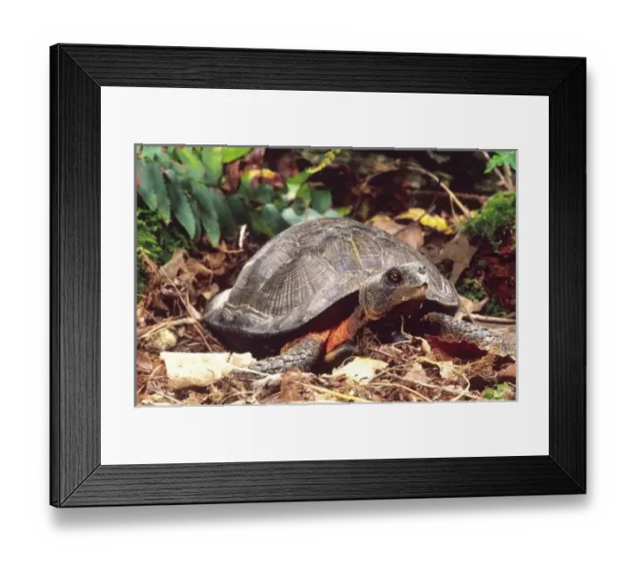 Framed Print : American Wood Turtle, Clemmys insculpta, Central Pennsylvania Framed Print : American Wood Turtle, Clemmys insculpta, Central Pennsylvania