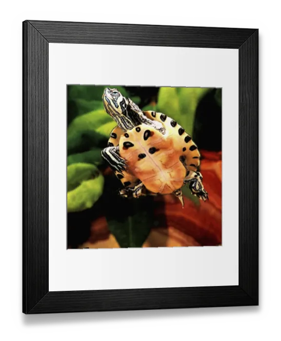 Framed Print : Yellow Belly Turtle, Chrysemys scripta scripta, Native to Southern US Framed Print : Yellow Belly Turtle, Chrysemys scripta scripta, Native to Southern US